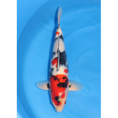 KGE.100 SHOWA KGE.100 SHOWA